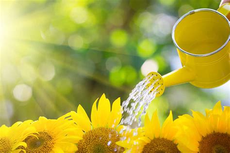 Cara menanam bunga matahari velvet queen. 5 Cara Menanam Bunga Matahari Paling Mudah. Praktis!