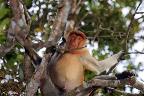 Proboscis Monkey With An Erection