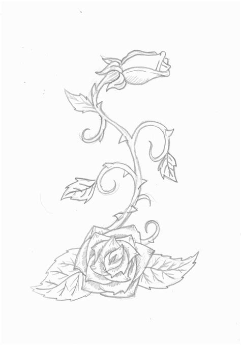 Rose Vine Drawing At Explore Collection Of Rose
