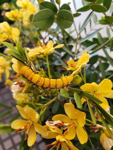 Butterfly Larval Host Plants Buy Florida Friendly Plants Largo And St Petersburg