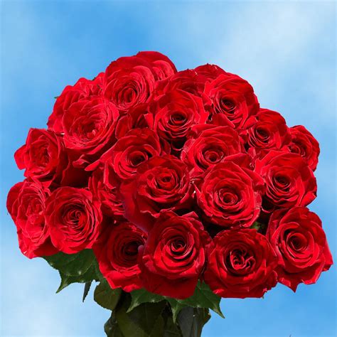Globalrose Fresh Red Color Roses 100 Stems 100 Red Roses Md The