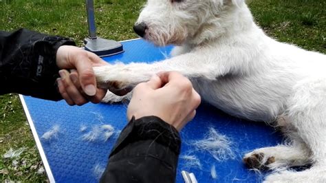 Grooming Jack Russell Terrier Rough Coat Youtube