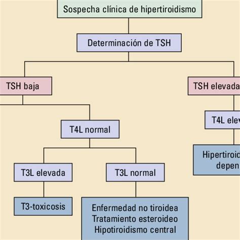 Protocolo Diagnóstico Del Hipertiroidismo Download Scientific Diagram