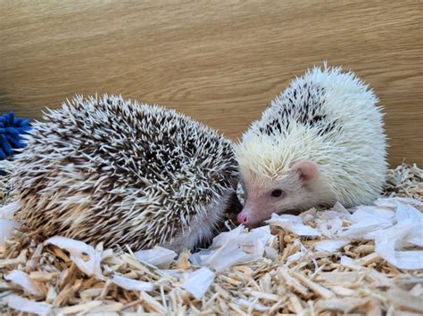 Female African Pygmy Hedgehogs For Sale In Hemel Hempstead
