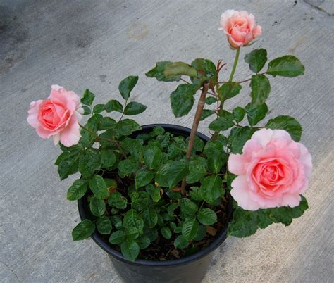 Buy Plants Online India Rose Baby Pink Plant Plantslive