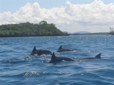 Dolphin Tour Kisite Mpunguti Marine National Park