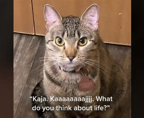 Asking His Cat About Life Gets Unexpected Reaction Viral Cats Blog