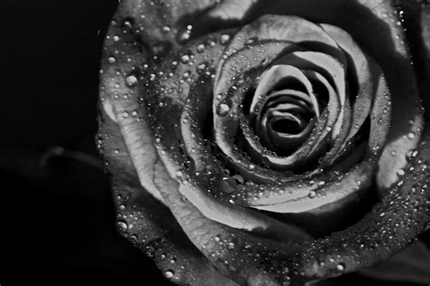 Rose In Black And White By Yvdlart On Deviantart