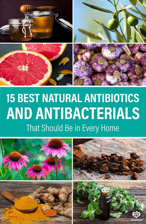 15 Best Natural Antibiotics That Should Be In Every Home Live Love Fruit