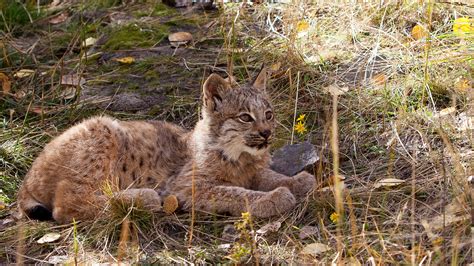 Love For The Lynx Yukon Wildlife Preserve