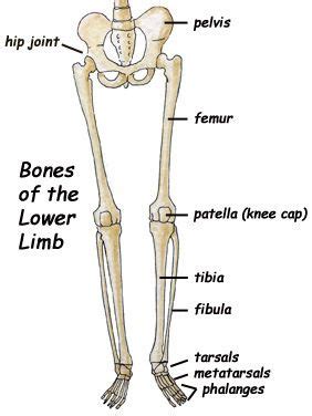 Related posts of bone anatomy lower leg. the femur (upper leg), patella (kneecap) and the tibia ...