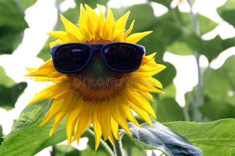 Sunflower Wearing Sunglasses Picture Image 13904082