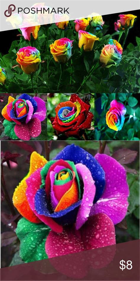 50 Rainbow Rose Flower Seeds For Home Decor Flower Seeds Rainbow