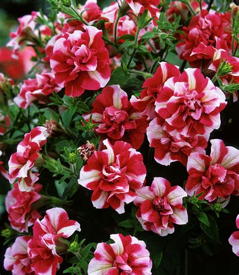 Blumen und pflanzen kaufen sie online am besten bei ahrens+sieberz. Hänge-Petunien "Cherry Ripple®",3 Pflanzen | Petunien ...