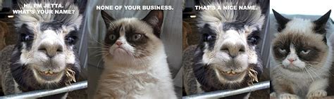 Hd Wallpaper Cat Funny Grumpy Humor Meme Quote Wallpaper Flare