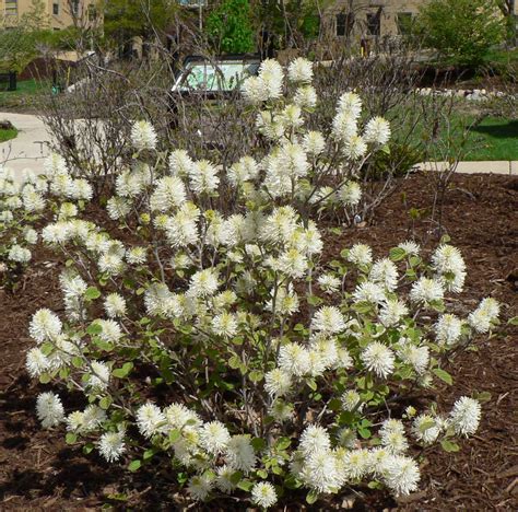 Visit My Garden Spring Flowering Shrubs