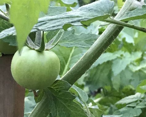 Growing Tomatoes In Florida Tyres2c