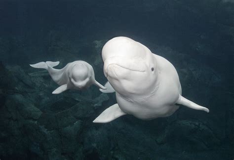 Beluga Hd Wallpapers And Backgrounds