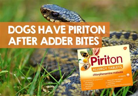 Giving Dogs Piriton After Adder Bite How Much How Safe