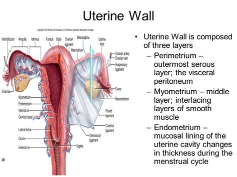 Which Layer Of The Uterine Wall Is Sloughed During Menses Which Layer