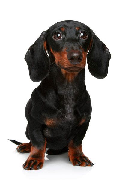 Find dachshund puppies and breeders in your area and helpful dachshund information. Miniature Dachshund Puppies For Sale In Iowa | Tax