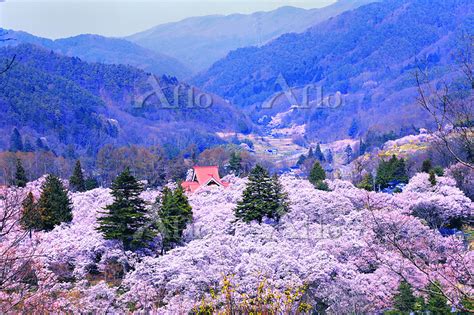 長野県 伊那市 桜の咲く高遠城址公園 129004450 の写真素材 アフロ
