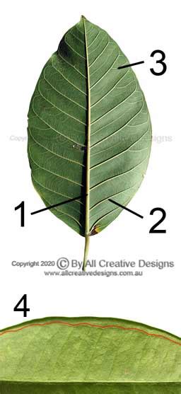 Identify Australian Native Tree Species By Leaf Characteristics Tree