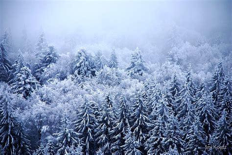 Foggy And Snowy Black Forest By Imi Koetz Redbubble