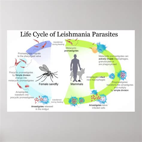 Life Cycle Of Parasites From Genus Leishmaniasis Poster Zazzle