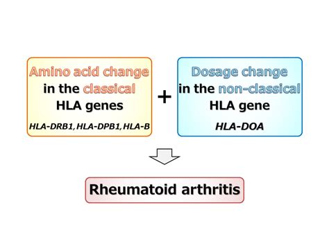 Involvement Of Non Classical Hla Genes In Rheumatoid Arthritis