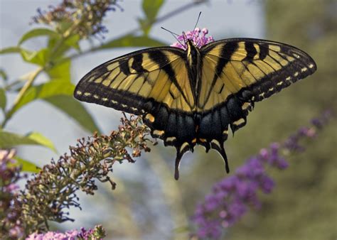 Swallowtail On Butterfly Bush Eastern Tiger Usually Melancholy Flickr