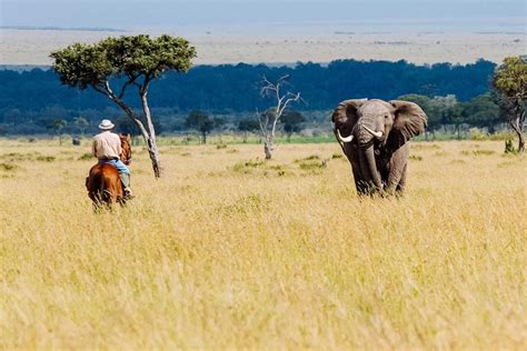 Kenya Safaris And Tours East African Jungle Safaris