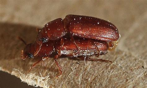 Bisexual Beetles Dont Actually Prefer Same Sex Insects Daily Mail