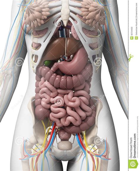 3d animation of the anatomy of female abdomen with illustration of skeleton, vessels, intestine, uterus and bladder. Female anatomy stock illustration. Illustration of gallbladder - 30724450