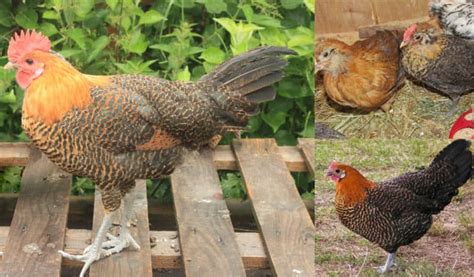 Top 8 Rare Chicken Breeds With Pictures