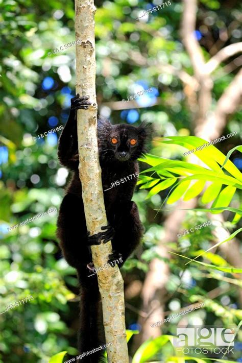 Black Lemur Eulemur Macaco Nosy Komba Madagascar Africa Adult Male