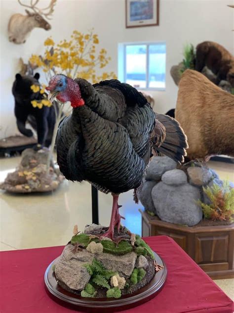 Gobbling Turkey Mounts Stehlings Taxidermy