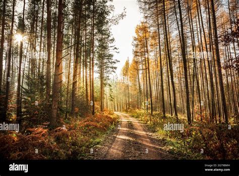 Path In Larch Forest In Autumn Mood Stock Photo Alamy