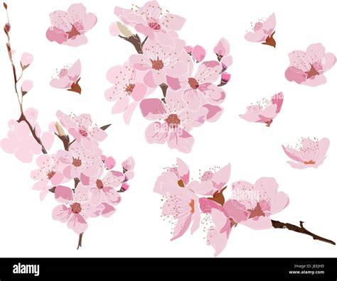Japanese Cherry Blossom Wallpaper Art