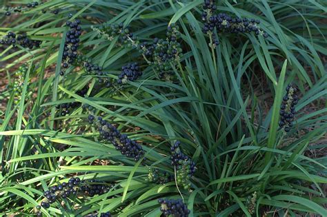 Liriope Monkey Grass Berries Fall Delight Jalexartis Flickr