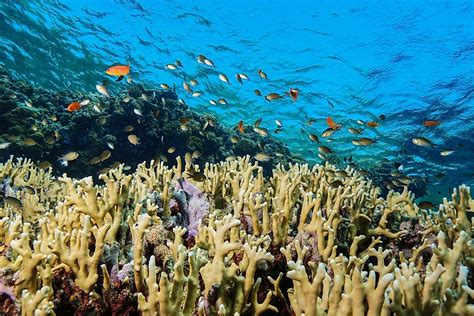 What Are The Biggest Threats To Coral Reefs Across The World