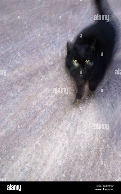 Black Cat Prowling Stock Photo Alamy