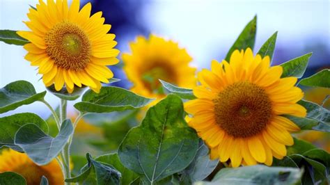 Yellow Sunflowers Plants In Blur Blue Background Hd Sunflower