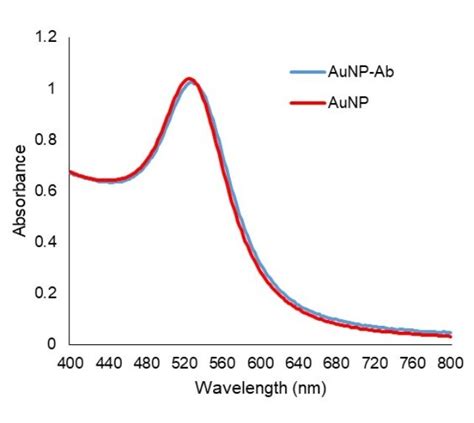 Uv Vis Spectrum Of Aunp Before And After Conjugation With Igg Anti N