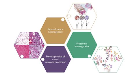 Cancer Heterogeneity Tami Geiger