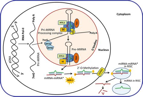 Simplified Schematic Presentation Of Mirna Biogenesis Pathway Inside