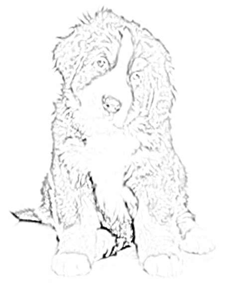 Malvorlagen Berner Sennenhund | Coloring and Malvorlagan