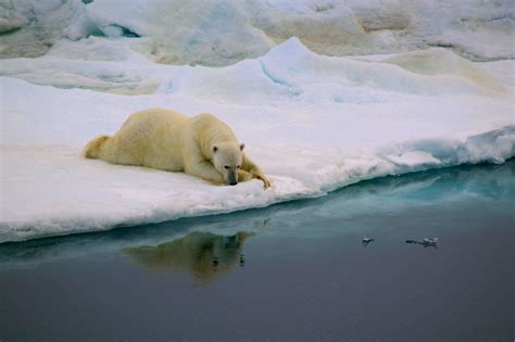 This Heart Breaking Video Of Polar Bear Struggling To Survive Is The