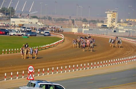 Camel racing in uae became very prominent to the world in the 1970's, however. Travels: Modern Camel Racing in Dubai