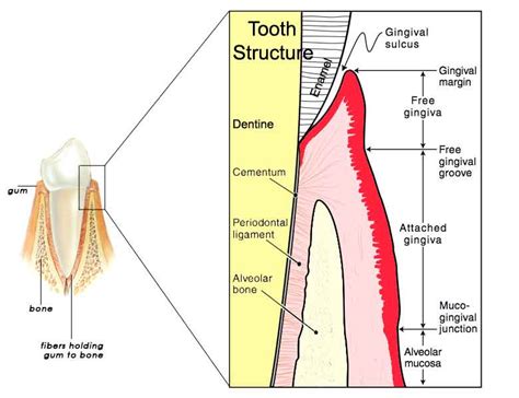 Gum Anatomy Prestige Dental Care Com My